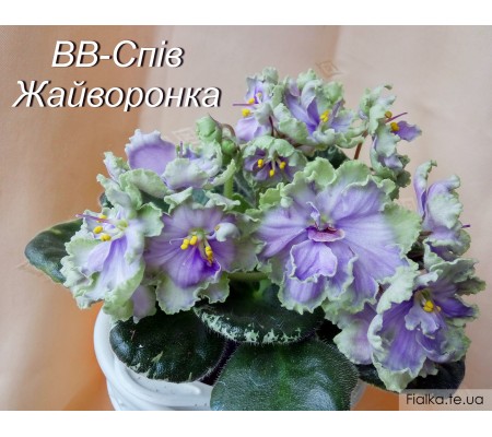 ВВ-Спів Жайворонка 21